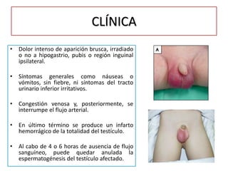 CLÍNICA
• Dolor intenso de aparición brusca, irradiado
  o no a hipogastrio, pubis o región inguinal
  ipsilateral.

• Síntomas generales como náuseas o
  vómitos, sin fiebre, ni síntomas del tracto
  urinario inferior irritativos.

• Congestión venosa y, posteriormente, se
  interrumpe el flujo arterial.

• En último término se produce un infarto
  hemorrágico de la totalidad del testículo.

• Al cabo de 4 o 6 horas de ausencia de flujo
  sanguíneo, puede quedar anulada la
  espermatogénesis del testículo afectado.
 