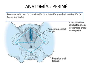 ANATOMÍA : PERINÉ
Comprender las vías de diseminación de la infección y predecir la extensión de
la necrosis tisular.

                                                                 El periné consta
                                                                 de dos triángulos:
                                                                 el tríangulo anal y
                                                                 el urogenital
 