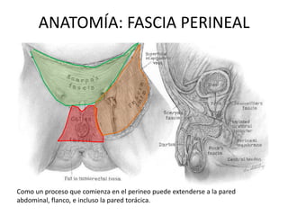 ANATOMÍA: FASCIA PERINEAL




Como un proceso que comienza en el perineo puede extenderse a la pared
abdominal, flanco, e incluso la pared torácica.
 
