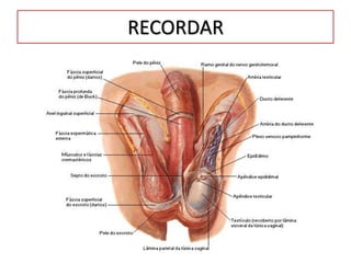 RECORDAR
 