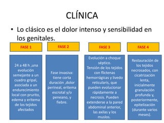 CLÍNICA
• Lo clásico es el dolor intenso y sensibilidad en
  los genitales.
     FASE 1                FASE 2               FASE 3               FASE 4

                                          Evolución a choque
                                                                  Restauración de
                                                 séptico.
  24 a 48 h ,una                                                     los tejidos
                                         Tensión de los tejidos
    evolución                                                     necrosados, con
                       Fase invasiva:         con flictenas
 semejante a un                                                     cicatrización
                        tiene corta      hemorrágicas y livedo
  cuadro gripal,                                                        lenta,
                      duración ,dolor       reticularis, que
  asociada a un                                                     inicialmente
                     perineal, eritema    pueden evolucionar
 endurecimiento                                                     granulación
                        escrotal y/o        rápidamente a
local con prurito,                                                   profunda y,
                        peneano, y         necrosis. Pueden
edema y eritema                                                   posteriormente,
                           fiebre.       extenderse a la pared
  de los tejidos                                                   epitelización
                                          abdominal anterior,
    afectados                                                     (durante varios
                                             las axilas y los
                                                                       meses).
                                                muslos.
 