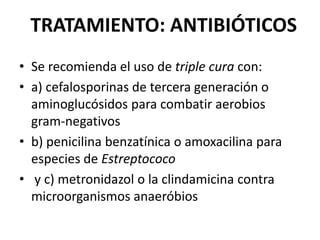 TRATAMIENTO: ANTIBIÓTICOS
• Se recomienda el uso de triple cura con:
• a) cefalosporinas de tercera generación o
  aminoglucósidos para combatir aerobios
  gram-negativos
• b) penicilina benzatínica o amoxacilina para
  especies de Estreptococo
• y c) metronidazol o la clindamicina contra
  microorganismos anaeróbios
 