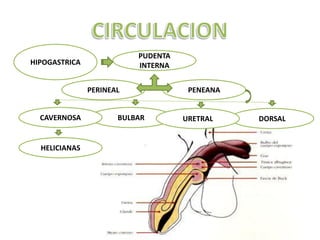 PUDENTA
HIPOGASTRICA              INTERNA


               PERINEAL              PENEANA


  CAVERNOSA           BULBAR        URETRAL    DORSAL


  HELICIANAS
 
