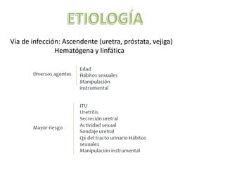 Vía de infección: Ascendente (uretra, próstata, vejiga)
               Hematógena y linfática
 