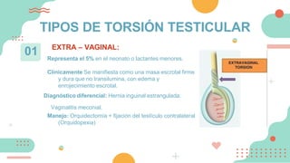 EXTRA – VAGINAL:
01 Representa el 5% en el neonato o lactantes menores.
Clínicamente Se manifiesta como una masa escrotal firme
y dura que no transilumina, con edema y
enrojecimiento escrotal.
Diagnóstico diferencial: Hernia inguinal estrangulada.
Vaginalitis meconial.
Manejo: Orquidectomía + fijación del testículo contralateral
(Orquidopexia)
TIPOS DE TORSIÓN TESTICULAR
 
