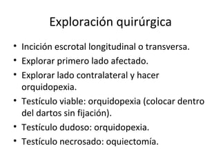 Exploración quirúrgica Incición escrotal longitudinal o transversa. Explorar primero lado afectado. Explorar lado contralateral y hacer orquidopexia. Testículo viable: orquidopexia (colocar dentro del dartos sin fijación). Testículo dudoso: orquidopexia. Testículo necrosado: oquiectomía. 