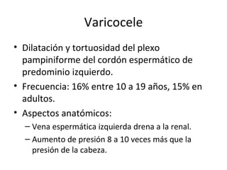 Varicocele Dilatación y tortuosidad del plexo pampiniforme del cordón espermático de predominio izquierdo. Frecuencia: 16% entre 10 a 19 años, 15% en adultos. Aspectos anatómicos: Vena espermática izquierda drena a la renal. Aumento de presión 8 a 10 veces más que la presión de la cabeza. 