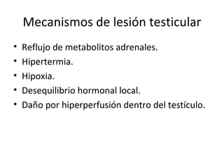 Mecanismos de lesión testicular Reflujo de metabolitos adrenales. Hipertermia. Hipoxia. Desequilibrio hormonal local. Daño por hiperperfusión dentro del testículo. 