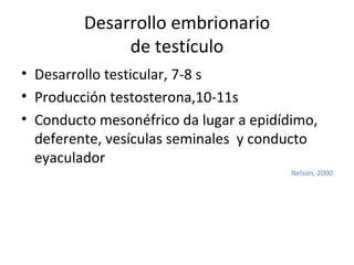 Desarrollo embrionario de testículo Desarrollo testicular, 7-8 s Producción testosterona,10-11s Conducto mesonéfrico da lugar a epidídimo, deferente, vesículas seminales  y conducto eyaculador Nelson, 2000 