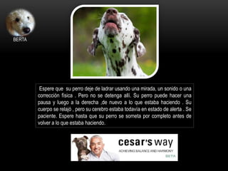 Espere que su perro deje de ladrar usando una mirada, un sonido o una
corrección física . Pero no se detenga allí. Su perro puede hacer una
pausa y luego a la derecha ,de nuevo a lo que estaba haciendo . Su
cuerpo se relajó , pero su cerebro estaba todavía en estado de alerta . Se
paciente. Espere hasta que su perro se someta por completo antes de
volver a lo que estaba haciendo.
BERTA