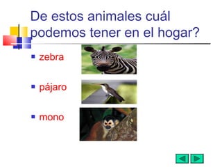De estos animales cuál
podemos tener en el hogar?
 zebra
 pájaro
 mono
 