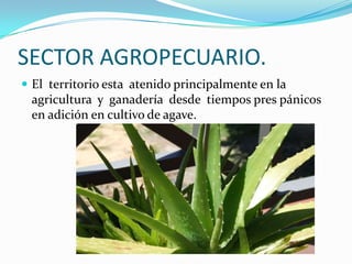 SECTOR AGROPECUARIO.
 El territorio esta atenido principalmente en la
 agricultura y ganadería desde tiempos pres pánicos
 en adición en cultivo de agave.
 