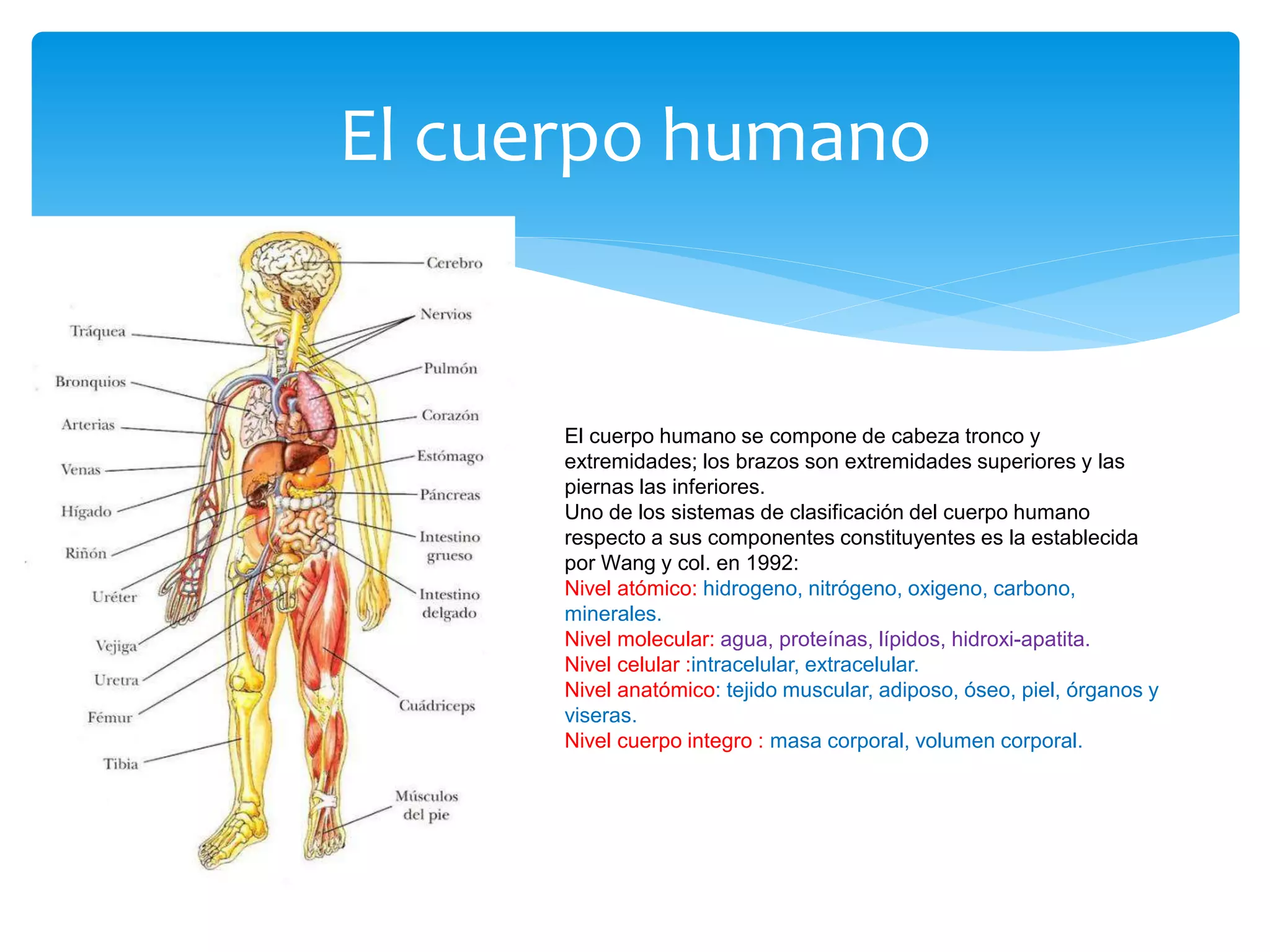 elementos químicos importantes para el cuerpo humano | PPTX
