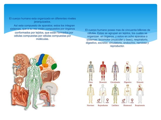 elementos químicos importantes para el cuerpo humano | PPTX