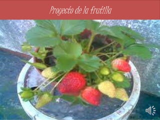 Proyecto de la frutilla 
 
