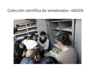 Colección científica de vertebrados –IADIZA-
 