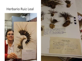 Herbario Ruiz Leal
 