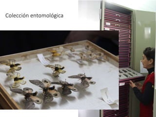 Colección entomológica
 