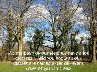 At the back of our field we have a lot
of trees … did you know all our
classes are named after different
types of British trees!
 
