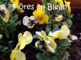 Flores en Blean!
 