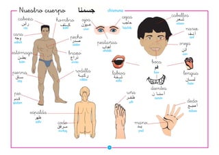Nuestro cuerpo                                        chísmuna
                                                                       cejas                       cabellos
  cabeza                hombro               ojos
                                                                                                     xáaar
        rás                kátif              uíun                     háchib                                nariz
cara                               pecho                                                                       ánf
uáhch
                                    sádar
                                                     pestañas                                          oreja
                                                       ahdáb
estómago                           brazo                                                                úzn

   bátn                             ziráa                                                boca
pierna                                rodilla                  labios                     fam            lengua
  sáq                                       rúkba               xáfa
                                                                                                              lisán
                                                                                         dientes
pie                                                                      uña
                                                                                          asnán
qádam                                                                      zífr                              dedo
                                                                                                              ásbaa
              espalda
                záhr    codo                                                      mano
                        mirfaq                                                     yad




                                                          30
 