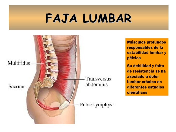 Spondil±z 1 fase sheynogo del departamento de la columna vertebral