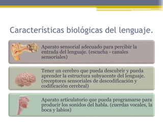 Características biológicas del lenguaje.
Aparato sensorial adecuado para percibir la
entrada del lenguaje. (escucha - canales
sensoriales)
Tener un cerebro que pueda descubrir y pueda
aprender la estructura subyacente del lenguaje.
(receptores sensoriales de descodificación y
codificación cerebral)
Aparato articulatorio que pueda programarse para
producir los sonidos del habla. (cuerdas vocales, la
boca y labios)
 