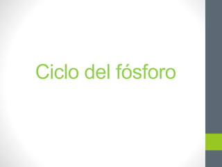 Ciclo del fósforo
