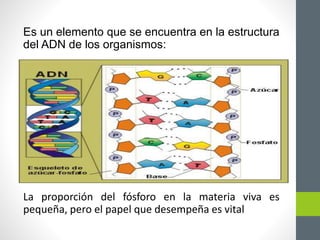 Es un elemento que se encuentra en la estructura
del ADN de los organismos:
La proporción del fósforo en la materia viva es
pequeña, pero el papel que desempeña es vital