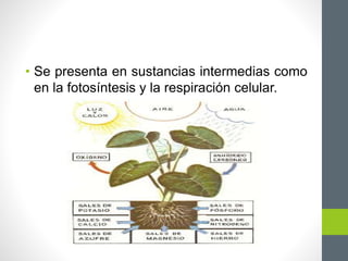 • Se presenta en sustancias intermedias como
en la fotosíntesis y la respiración celular.