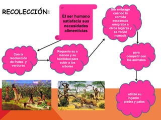 RECOLECCIÓN:
El ser humano
satisfacía sus
necesidades
alimenticias
Con la
recolección
de frutas y
verduras
Sin embrago
cuando la
comida
escaseaba
emigraba a
otros lugares y
se volvió
nomada
Requería su s
manos y su
habilidad para
subir a los
arboles
utilizó su
ingenio :
piedra y palos
para
competir con
los animales
 