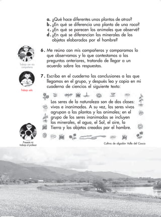 25
a. ¿Qué hace diferentes unas plantas de otras?
b . ¿En qué se diferencia una planta de una roca?
c. ¿En qué se parecen los animales que observé?
d . ¿En qué se diferencian los minerales de los
objetos elaborados por el hombre?
6 . Me reúno con mis compañeros y comparamos lo
que observamos y lo que contestamos a las
preguntas anteriores, tratando de llegar a un
acuerdo sobre las respuestas.
7 . Escribo en el cuaderno las conclusiones a las que
llegamos en el grupo, y después leo y copio en mi
cuaderno de ciencias el siguiente texto:
Trabajo con mis
compañeros
Trabajo sola
Los seres de la naturaleza son de dos clases:
vivos e inanimados. A su vez, los seres vivos
agrupan a las plantas y los animales; en el
grupo de los seres inanimados se incluyen
los minerales, el agua, el Sol, el aire, la
Tierra y los objetos creados por el hombre.
Cultivo de algodón Valle del CaucaPresento mi
trabajo al profesor
 