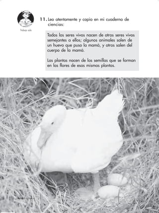 43Unidad 1 - Guía 4
11. Leo atentamente y copio en mi cuaderno de
ciencias:
Todos los seres vivos nacen de otros seres vivos
semejantes a ellos; algunos animales salen de
un huevo que puso la mamá, y otros salen del
cuerpo de la mamá.
Las plantas nacen de las semillas que se forman
en las flores de esas mismas plantas.
Trabajo solo
 