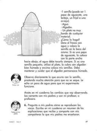 49Unidad 1 - Guía 4
Trabajo con mis
padres
Trabajo solo
-1 semilla (puede ser 1
pepa de aguacate, una
lenteja, un fríjol o una
arveja).
- Agua
- Algodón
- Un plato no muy
hondo de cualquier
material.
¿Cómo lo hago?
Lleno el frasco con
agua y coloco la
semilla en la boca del
mismo. Si es una pepa
de aguacate, la coloco
con la parte ancha
hacia abajo; el agua debe tocarla siempre. Si es una
semilla pequeña, utilizo el plato, lo cubro con algodón
bien húmedo y encima coloco mis semillas. Debo
mantener y cuidar que el algodón permanezca húmedo.
Observo diariamente lo que ocurre con la semilla,
prestando mucha atención para que no se seque. Le
echo un poco de agua para que mi experimento
funcione.
Anoto en mi cuaderno los cambios que voy observando.
Los comento con mis padres y con mi profesor, o
profesora.
6 . Pregunto a mis padres cómo se reproducen las
vacas. Escribo en mi cuaderno un resumen de las
explicaciones que reciba y comparto con mis
compañeros lo que mis padres me enseñaron.
 