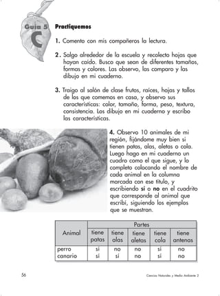 56 Ciencias Naturales y Medio Ambiente 2
Guía 5
C
perro sí no no sí no
canario sí sí no sí no
Partes
tiene
patas
tiene
alas
tiene
aletas
tiene
cola
tiene
antenas
Animal
Practiquemos
1. Comento con mis compañeros la lectura.
2 . Salgo alrededor de la escuela y recolecto hojas que
hayan caído. Busco que sean de diferentes tamaños,
formas y colores. Las observo, las comparo y las
dibujo en mi cuaderno.
3. Traigo al salón de clase frutos, raíces, hojas y tallos
de los que comemos en casa, y observo sus
características: color, tamaño, forma, peso, textura,
consistencia. Los dibujo en mi cuaderno y escribo
las características.
4. Observo 10 animales de mi
región, fijándome muy bien si
tienen patas, alas, aletas o cola.
Luego hago en mi cuaderno un
cuadro como el que sigue, y lo
completo colocando el nombre de
cada animal en la columna
marcada con ese título, y
escribiendo sí o no en el cuadrito
que corresponde al animal que
escribí, siguiendo los ejemplos
que se muestran.
 