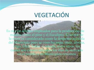 VEGETACIÓN Es rica en árboles empleados para la producción de madera como el pino y el Eucalipto. El sector de la mesa es considerado como la despensa agrícola del Municipio pues se cosecha papa, maíz, alverja, trigo, fríjol, habas  y cebada, entre otros, los cuales son comercializados los días de mercado en el pueblo o en Municipios cercanos 