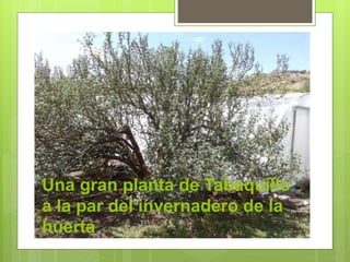 Una gran planta de Tabaquillo 
a la par del invernadero de la 
huerta 
 