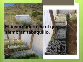 El invernadero en el que 
siembran tabaquillo. 
 