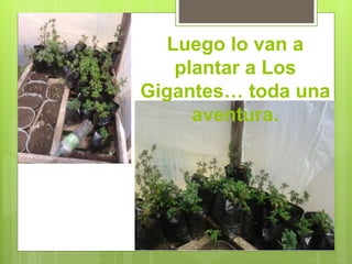 Luego lo van a 
plantar a Los 
Gigantes… toda una 
aventura. 
 
