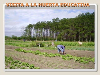 VISITA A LA HUERTA EDUCATIVA 
