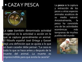 CAZA Y PESCALa pesca es la captura y extracción de los peces u otras especies animales acuáticos de su medio natural. Ancestralmente, la pesca ha consistido una de las actividades económicas más tempranas de muchos pueblos del mundoLa caza (también denominada actividad cinegética) es la actividad o acción en la que se captura generalmente un animal. El filósofo español José Ortega y Gasset dejó una definición que se ajusta a lo que un buen cazador debe pensar: "La caza es todo lo que se hace antes y después de la muerte del animal. La muerte es imprescindible para que exista la cacería".