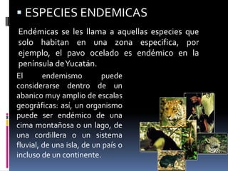 ESPECIES ENDEMICASEndémicas se les llama a aquellas especies que solo habitan en una zona especifica, por ejemplo, el pavo ocelado es endémico en la península de Yucatán.El endemismo puede considerarse dentro de un abanico muy amplio de escalas geográficas: así, un organismo puede ser endémico de una cima montañosa o un lago, de una cordillera o un sistema fluvial, de una isla, de un país o incluso de un continente.