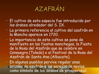 AZAFRÁN El cultivo de esta especia fue introducido por los árabes alrededor del S. IX. La primera referencia al cultivo del azafrán en la Mancha aparece en 1720. La importancia de este cultivo se pone de manifiesto en las fiestas manchegas, la Fiesta de la Rosa del Azafrán que se celebre en Consuegra (Toledo) o el Festival de la Rosa del Azafrán de Santa Ana (Albacete). En algunos pueblos pervive regalar unas briznas de azafrán a las parejas de novios, como símbolo de los deseos de prosperidad. 