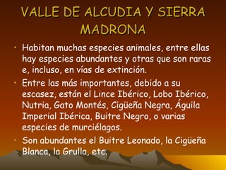 VALLE DE ALCUDIA Y SIERRA MADRONA Habitan muchas especies animales, entre ellas hay especies abundantes y otras que son raras e, incluso, en vías de extinción. Entre las más importantes, debido a su escasez, están el Lince Ibérico, Lobo Ibérico, Nutria, Gato Montés, Cigüeña Negra, Águila Imperial Ibérica, Buitre Negro, o varias especies de murciélagos. Son abundantes el Buitre Leonado, la Cigüeña Blanca, la Grulla, etc.  