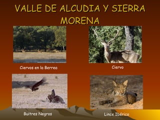 VALLE DE ALCUDIA Y SIERRA MORENA Ciervos en la Berrea Ciervo Buitres Negros Lince Ibérico 