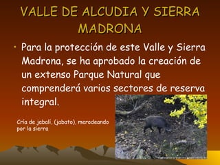 VALLE DE ALCUDIA Y SIERRA MADRONA Para la protección de este Valle y Sierra Madrona, se ha aprobado la creación de un extenso Parque Natural que comprenderá varios sectores de reserva integral. Cría de jabalí, (jabato), merodeando por la sierra 