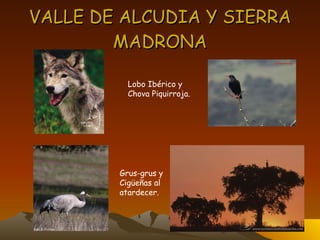 VALLE DE ALCUDIA Y SIERRA MADRONA Lobo Ibérico y Chova Piquirroja. Grus-grus y Cigüeñas al atardecer. 