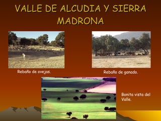 VALLE DE ALCUDIA Y SIERRA MADRONA Rebaño de ovejas. Rebaño de ganado. Bonita vista del Valle. 