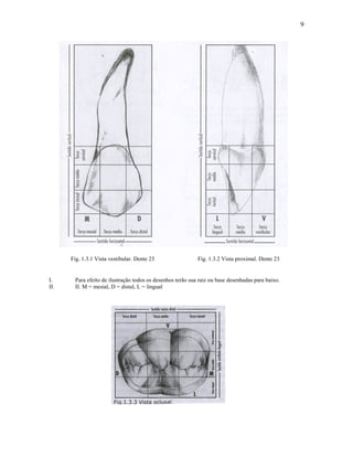9




      Fig. 1.3.1 Vista vestibular. Dente 23                 Fig. 1.3.2 Vista proximal. Dente 23


I.     Para efeito de ilustração todos os desenhos terão sua raiz ou base desenhadas para baixo.
II.    II. M = mesial, D = distal, L = lingual
 