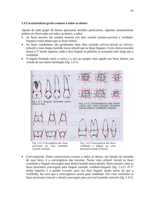 10



1.4 Características gerais comuns a todos os dentes

Apesar de cada grupo de dentes apresentar detalhes particulares, algumas características
podem ser observadas em todos os dentes, a saber:
• As faces mesiais são sempre maiores nos dois sentido (ocluso-cervical e vestíbulo-
   lingual) e mais planas que as faces distais.
• As faces vestibulares são geralmente mais altas (sentido cérvico-incisal ou cérvico-
   oclusal) e mais largas (sentido mesio-distal) que as faces linguais. Como única excerção
   temos o 1º molar superior, onde a face lingual ou palatina se aoresenta mais larga que a
   vestibular.
• O ângulo formado entre a coroa e a raiz pe sempre mais agudo nas faces distais, em
   virtude de sua maior inclinação (fig. 1.4.1).




         Fig. 1.4.3 Convergência das faces       Fig. 1.4.4 Convergência das faces
         proximais em vista vestibular           vestibular e lingual em vista
         (sentido vertical).                     proximal (sentido vertical).


•   Convergências. Outra característica comum a todos os dentes, em função do tamanho
    de suas faces, é a convergência das mesmas. Numa vista oclusal/ incisal as faces
    vestibular e lingual convergem para distal (sentido mésio-distal). Nesta mesmo vista, as
    faces proximais convergem para lingual (sentido vestíbulo-lingual) (fig. 1.4.2). O 1º
    molar superior é a grande exceção, pois sua face lingual, sendo maior do que a
    vestibular, faz com que a convergência ocorra para vestibular. Em vista vestibular as
    faces proximais (mesial e distal) convergem para cervical (sentido vertical) (fig. 1.4.3).
 